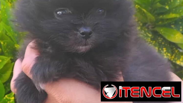 ((( POMERANIA EN VENTA EXCELENTES PADRES BETTY MASCOTAS WHATSAPP 52506841 ))))