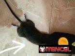 TRAMPAS RATONERAS GUILLOTINA SENSIBLES Y EFICIENTES