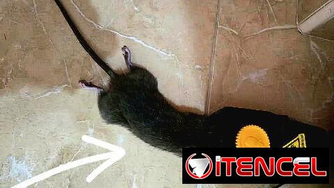 TRAMPAS RATONERAS GUILLOTINA SENSIBLES Y EFICIENTES