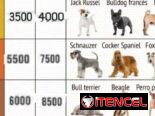 Serv estética canina domicilio