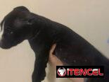 Cachorros de pitbull