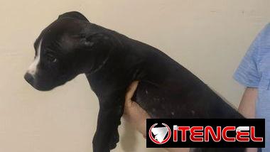 Cachorros de pitbull