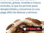 Servicio de Fumigación contra Chincha en La Habana