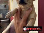🐾 HERMOSA CHIHUAHUA ADULTA EN BUSCA DE UN HOGAR LLENO DE AMOR BETTY MASCOTAS WHATSAPP 52506841 🐾