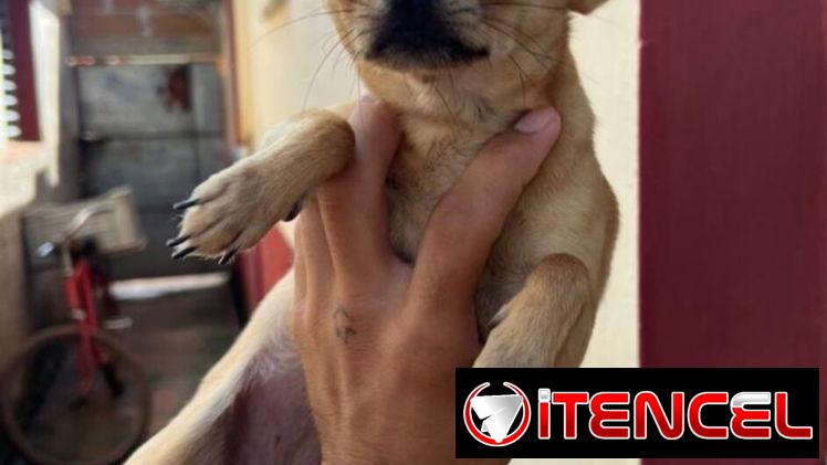 🐾 HERMOSA CHIHUAHUA ADULTA EN BUSCA DE UN HOGAR LLENO DE AMOR BETTY MASCOTAS WHATSAPP 52506841 🐾