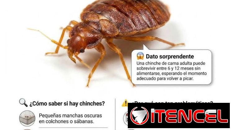 Fumigación contra Chincha en La habana