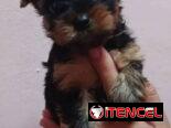 YORKY MINI CON PEDIGRI,machos en 350,hembra en 650 USD,TENGO MENSAJERÍA,se entregan VACUNADOS,INSCRITOS Y CON MICROCHIP