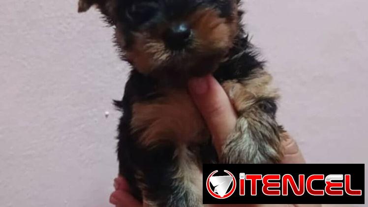 YORKY MINI CON PEDIGRI,machos en 350,hembra en 650 USD,TENGO MENSAJERÍA,se entregan VACUNADOS,INSCRITOS Y CON MICROCHIP