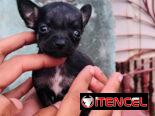 🐾Hermosos Chihuahuitas🍏de los más pequeñitos ambos sexos🌸💙🤏🏻🎁🐶excelente genética🧬