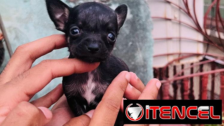 🐾Hermosos Chihuahuitas🍏de los más pequeñitos ambos sexos🌸💙🤏🏻🎁🐶excelente genética🧬