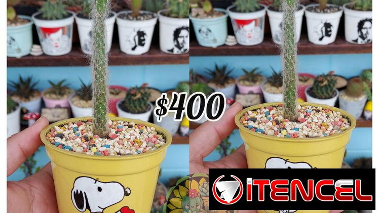 Cactus y suculentas 🌵