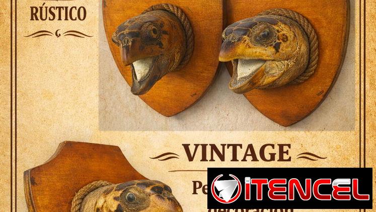Montura de cabeza de tortuga