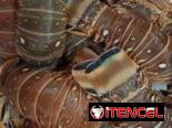 Mariscos frescos