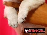 🐾💕 ¡HERMOSAS  CACHORRITAS DE  LABRADOR RETRIEVER BETTY MASCOTAS WHAT’SAPP 52506841! 💕🐾