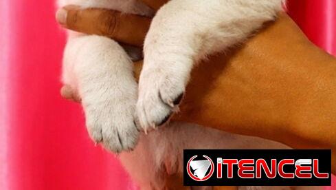 🐾💕 ¡HERMOSAS  CACHORRITAS DE  LABRADOR RETRIEVER BETTY MASCOTAS WHAT’SAPP 52506841! 💕🐾