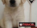 GOLDEN RETRIEVER,machos,en 250 USD o equivalente,TENGO MENSAJERÍA,tienen 45 días y están desparacitados