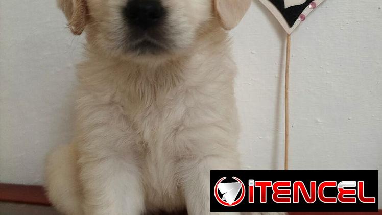 GOLDEN RETRIEVER,machos,en 250 USD o equivalente,TENGO MENSAJERÍA,tienen 45 días y están desparacitados