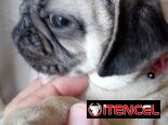 PUG CARLINO,hembra,en 450 USD o equivalente,TENGO MENSAJERÍA,tienen 5 meses,2 VACUNAS PUESTAS y con historia clínica