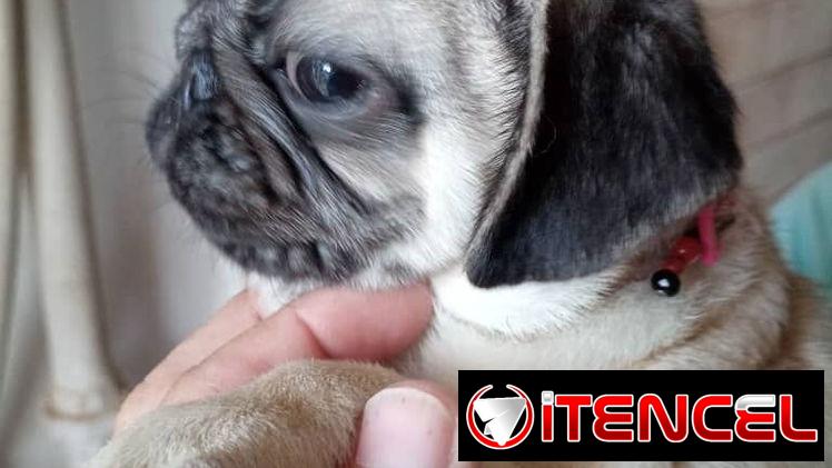 PUG CARLINO,hembra,en 450 USD o equivalente,TENGO MENSAJERÍA,tienen 5 meses,2 VACUNAS PUESTAS y con historia clínica
