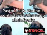 Cachorros Pastor Belga Malinois
