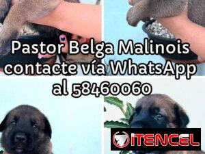 dea1a49b7c23548c2e86c7c54b69074811d5593ff5d240f263a3ad0b1da30e50