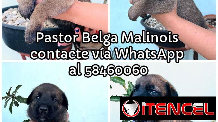 Cachorros Pastor Belga Malinois