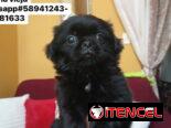 Preciosos cachorros de spaniel tibetano