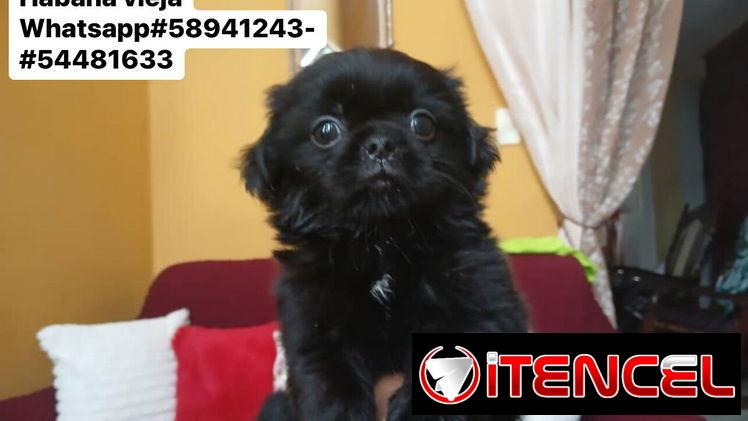 Preciosos cachorros de spaniel tibetano