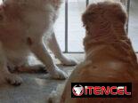GOLDEN RETRIEVER,machos,en 250 USD o equivalente,TENGO MENSAJERÍA,tienen 45 días y están desparacitados