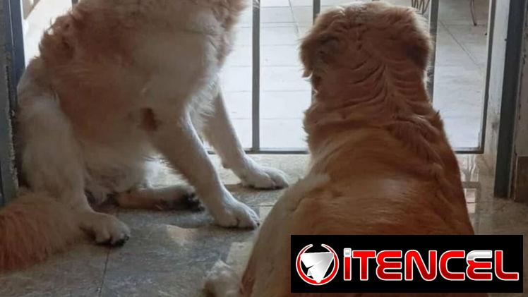 GOLDEN RETRIEVER,machos,en 250 USD o equivalente,TENGO MENSAJERÍA,tienen 45 días y están desparacitados