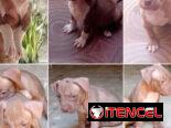 ((( AMERICAN PITBULL TERRIER  AMBOS SEXOS BETTY MASCOTAS WHATSAPP 52506841 )))