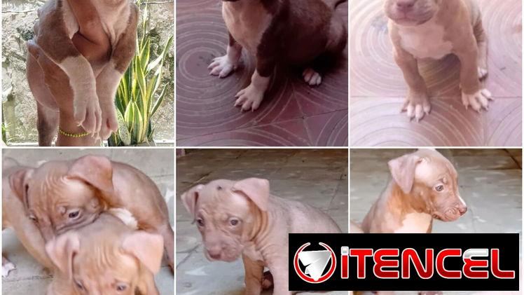 ((( AMERICAN PITBULL TERRIER  AMBOS SEXOS BETTY MASCOTAS WHATSAPP 52506841 )))