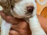 COKER SPANIEL,ambos sexos,en 170 USD o equivalente(ACEPTO TRANSFERENCIA)TENGO MENSAJERÍA,tienen 30 días y desparacitados