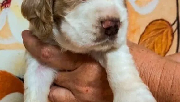 COKER SPANIEL,ambos sexos,en 170 USD o equivalente(ACEPTO TRANSFERENCIA)TENGO MENSAJERÍA,tienen 30 días y desparacitados
