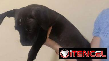 Pitbull