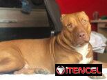 Busco novia . Pitbull&stafford 85lbs Cumple 6 años este 30 junio. 54633692 Abel