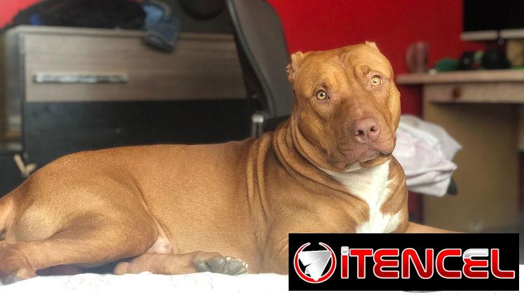 Busco novia . Pitbull&stafford 85lbs Cumple 6 años este 30 junio. 54633692 Abel