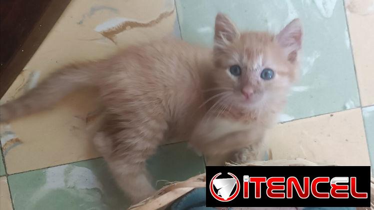 Gatico en adopción responsable!