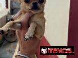 🐾 HERMOSA CHIHUAHUA ADULTA EN BUSCA DE UN HOGAR LLENO DE AMOR BETTY MASCOTAS WHATSAPP 52506841 🐾