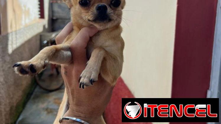 🐾 HERMOSA CHIHUAHUA ADULTA EN BUSCA DE UN HOGAR LLENO DE AMOR BETTY MASCOTAS WHATSAPP 52506841 🐾