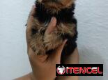 YORKY MINI CON PEDIGRI,machos en 350,hembra en 650 USD,TENGO MENSAJERÍA,se entregan VACUNADOS,INSCRITOS Y CON MICROCHIP