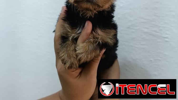 YORKY MINI CON PEDIGRI,machos en 350,hembra en 650 USD,TENGO MENSAJERÍA,se entregan VACUNADOS,INSCRITOS Y CON MICROCHIP
