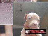 PITBULL,hembras,en 150 USD o equivalente(ACEPTO TRANSFERENCIA)TENGO MENSAJERÍA,tienen 50 días y están desparacitadass