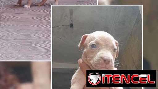 PITBULL,hembras,en 150 USD o equivalente(ACEPTO TRANSFERENCIA)TENGO MENSAJERÍA,tienen 50 días y están desparacitadass