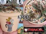 Cactus y suculentas 🌵