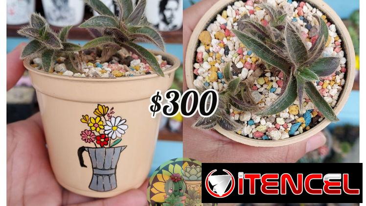 Cactus y suculentas 🌵
