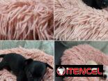 • • • • • • RAZAS CANINAS PARA ELEGIR BETTY MASCOTAS WHAT’SAPP 52506841 • • • • • •