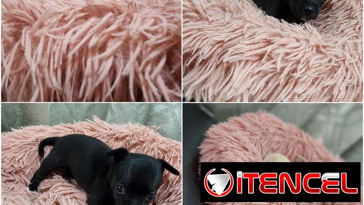 ((( CHIHUAHUAS HEMBRAS MINI BETTY MASCOTAS WHATSAPP 52506841 )))