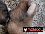 Peki es ambos sexos