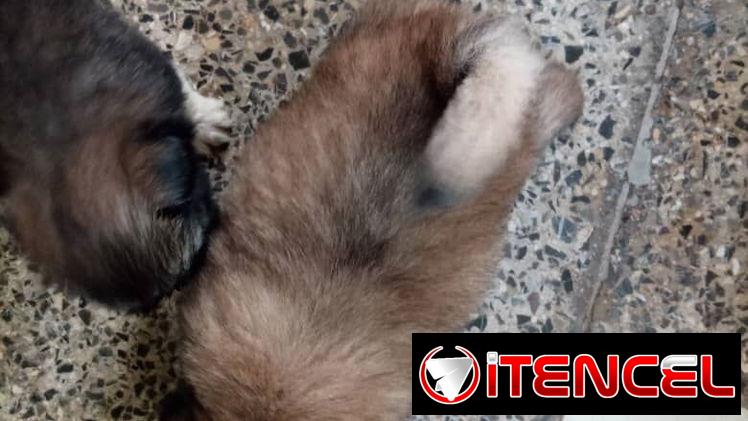 Peki es ambos sexos